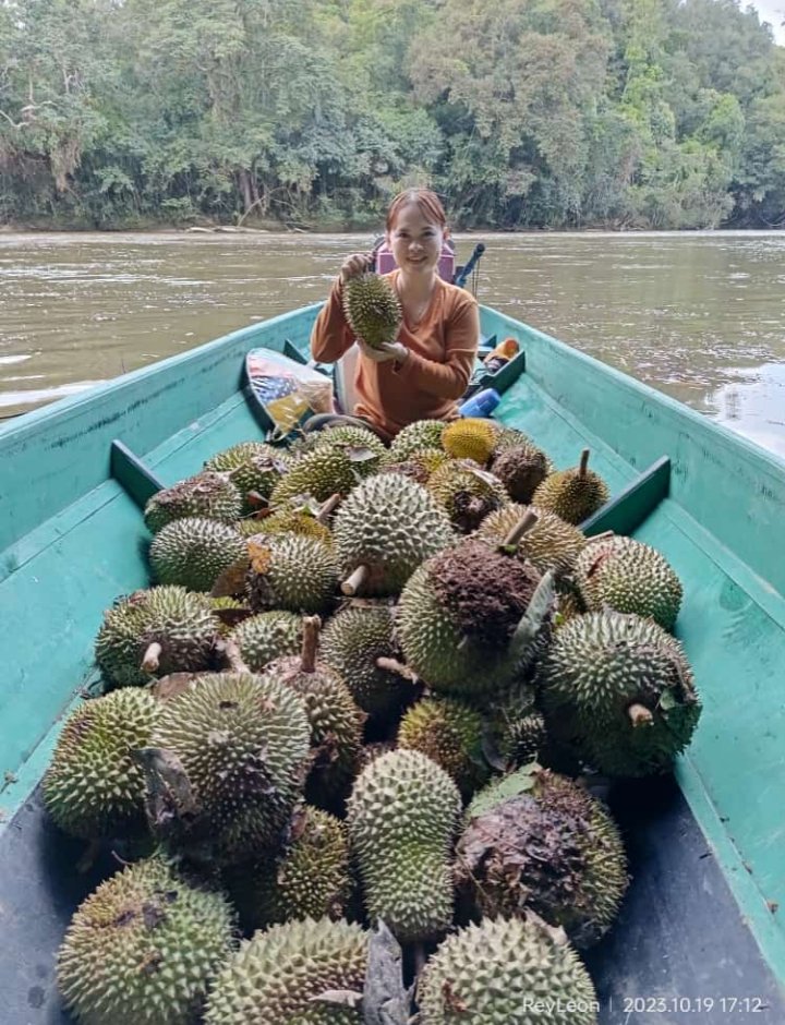 Musim Durian Desa Data Dian